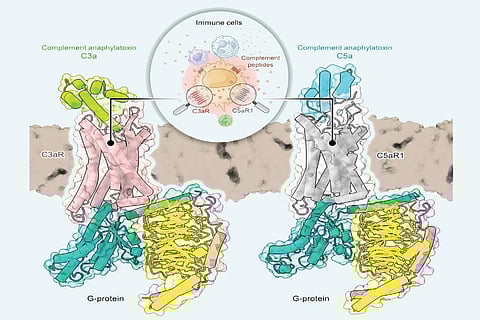 फोटो साभार: साइंस पत्रिका सेल