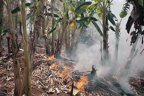 आग का सामना करते केले के पेड़; फोटो: आईस्टॉक