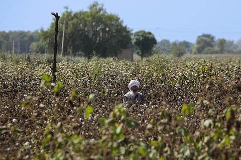 This year, pink bollworm has destroyed over 90% of the cotton crop in some areas. Photo: Vikas Choudhary / CSE