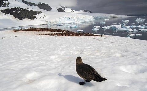 A skua, a predatory seabird of the Antarctic region. They have been primarily affected by the bird flu outbreak. Photo: iStock