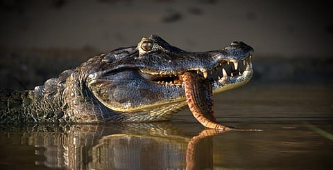 The black caiman is a crocodilian endemic to South America. It is an apex predator of the Amazon, along with the jaguar and the green anaconda. Photo: iStock