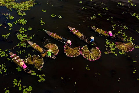 Local people harvesting water lilies in a flooded field on the Mekong Delta, Southeast Asia. Photo: iStock
