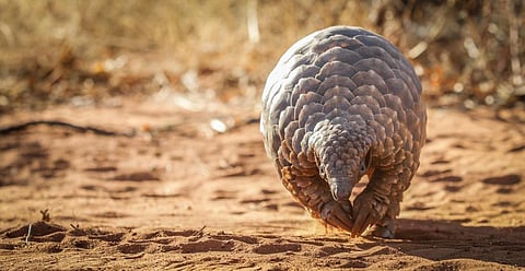 A case study in the WJC report illustrated diversion of commodities such as pangolin scales. Photo: iStock