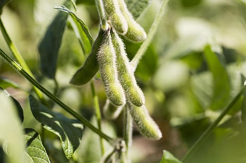 Soybeans in the pod in Brazil. Photo: iStock