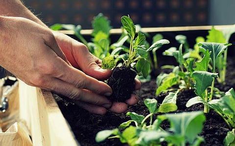 Photo: iStock