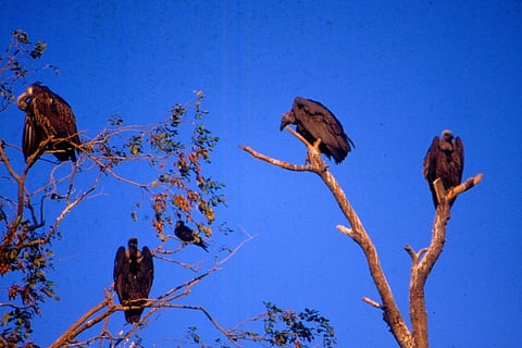 फोटो: अमित शंकर/सीएसई