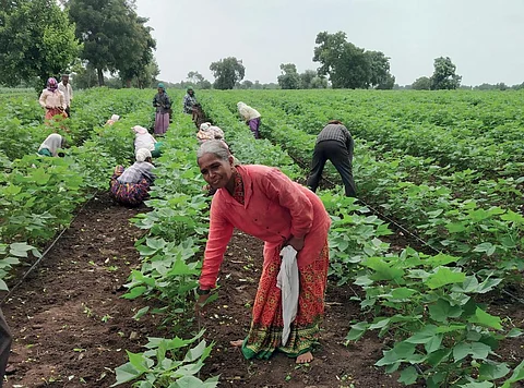 Farmer Usha Bhoite of Betawad Bk village in Maharashtra’s Jalgaon district says financial assistance to instal drip irrigation under the state government’s project to promote climate-resilient agriculture has been a huge help after delayed rainfall this year damaged her cotton crop. Photo: Vineet kumar