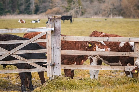 Photo: iStock