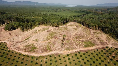 Trees logged for agriculture in Southeast Asia. Photo: iStock