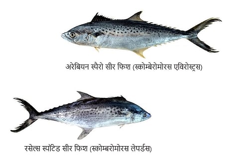 भारत में खोजी गई समुद्री मछलियों की दो नई प्रजातियां अरेबियन स्पैरो सीर फिश (स्कोम्बेरोमोरस एविरोस्ट्रस) और रसेल्स स्पॉटेड सीर फिश (स्कोम्बरोमोरस लेपर्डस) ; फोटो: सेंट्रल मरीन फिशरीज रिसर्च इंस्टीट्यूट (सीएमएफआरआई)
