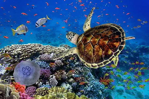 Non-native marine animals remained largely unaffected by most disturbances. Photo: iStock