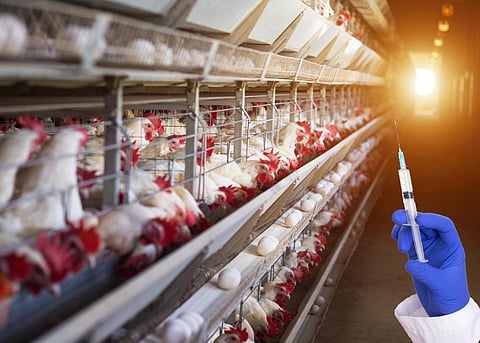 The practise of using antibiotics for promoting growth in animals is of great concern because it accounts for a significant portion of antibiotic use globally and poses a direct threat to human health by reducing the effectiveness of critical antibiotics. Photo: iStock