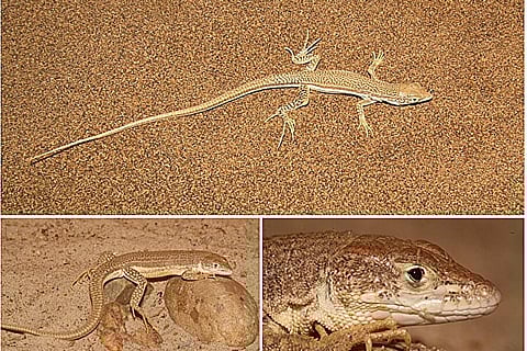 मध्य ईरान में खोजी गई धावक छिपकलियों की नई प्रजाति एरेमियास ग्राफिका; फोटो: जूटाक्सा, नवंबर 2023