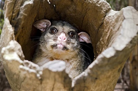 A ringtail possum. Photo: iStock
