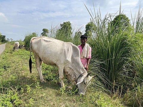 Farmer Sunil Kumar of Malhepura village in Etawah district, Uttar Pradesh, says his nondescript indigenous cattle are more affordable than exotic breeds (Photograph: Anamika Yadav)