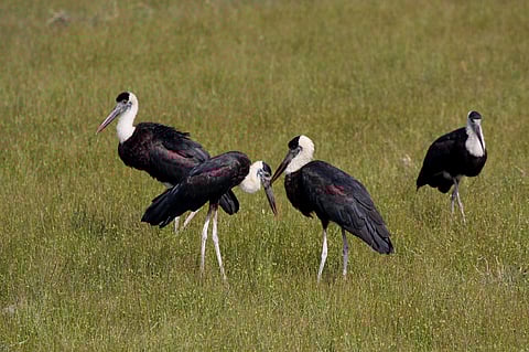 Woolly-necked storks were erroneously elevated to the vulnerable category in the IUCN Red List under the assumption that farming was harming this species. Photo: KS Gopi Sundar