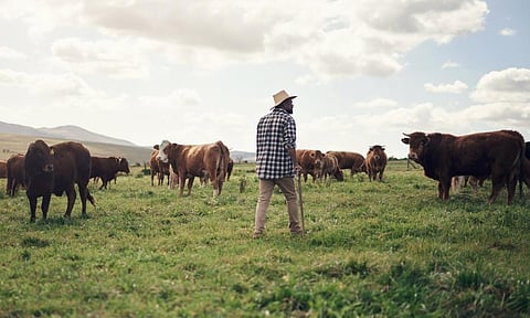 Livestock support 800 million herders and smallholder farmers across sub-Saharan Africa. Photo: iStock