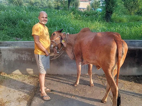 हिमाचल प्रदेश के बिलासपुर जिले में प्राकृतिक खेती करने वाले गगनपाल सिंह देसी साहिवाल गाय पालते हैं। उन्हें लगता है कि भारतीय परिस्थितियों में देसी गाय ही सबसे उपयुक्त हैं (फोटो: अनामिका यादव/सीएसई)