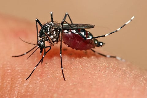 फोटो: विकिमीडिया कॉमन्स, मुहम्मद महदी करीम