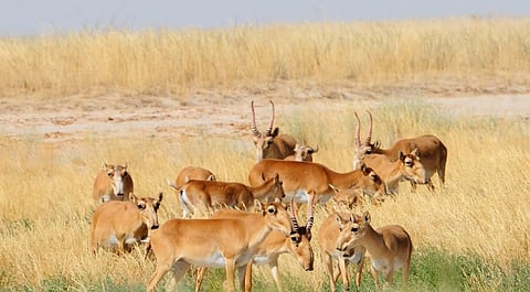 A Saiga herd out on the steppe in Kalmykia, Russia. Photo: iStock
