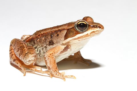 फोटो साभार: विकिमीडिया कॉमन्स, ब्रायन ग्रैटविक