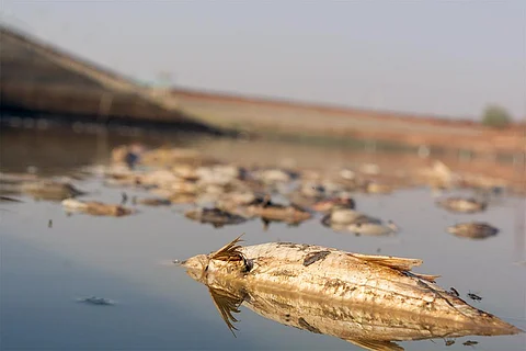 उत्तर कर्नाटक में सूखा, गर्मी, और प्रदूषण की वजह जलाशय में जीवन की जंग हार चुकी मछलियां; फोटो: आईस्टॉक