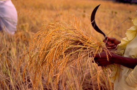 फाइल फोटो: सीएसई