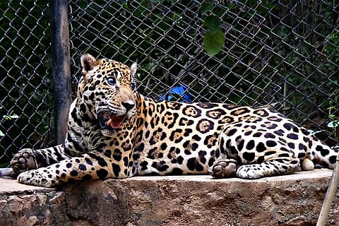 फोटो साभार: विकिमीडिया कॉमन्स, पद्मनाभन07