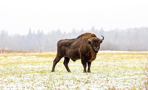 A European bison in the Białowieza Forest of Eastern Europe on a winter day. Photo: iStock