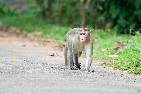 Bonnet macaques. Photo for representation: iStock
