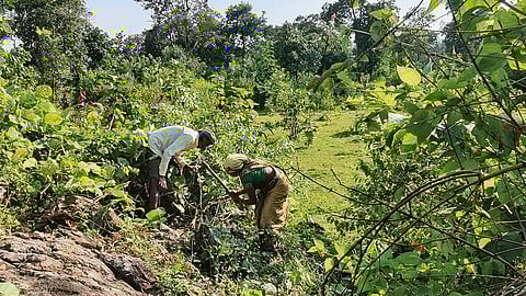 In Amjhar village of Mandla district in Madhya Pradesh, residents regularly remove lantana saplings from the common land that was cleared of the weed in 2022 (Photographs: Bhagirath)
