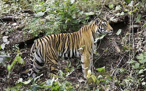 A tiger. Photo: iStock