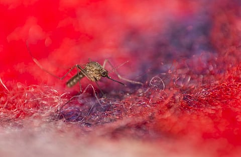 Photo: iStock