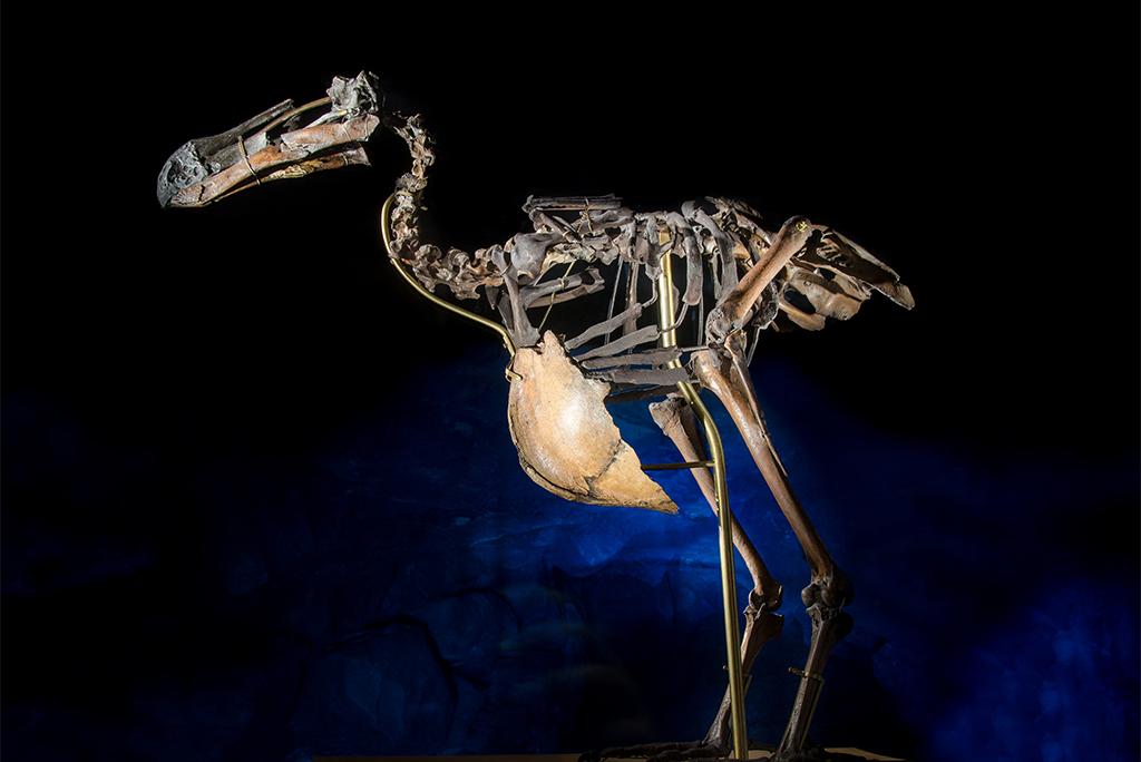 धरती से विलुप्त हो चुके एक पक्षी ‘डोडो’ का कंकाल, फोटो: आईस्टॉक