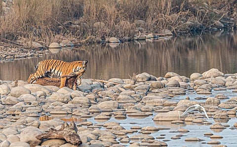 A tiger drags a Cheetal carcass in Corbett National Park, Uttarakhand. Photo: iStock