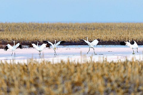 फोटो साभार : जर्नल साइंस, गेरिट वीएन/एनपीएल/माइंडन पिक्चर्स