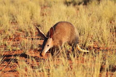 Aardvarks share common ancestors with elephants and golden moles. Photo: iStock