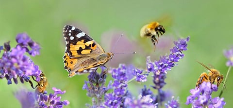 Photo: iStock