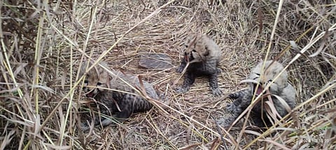 The cubs born to Namibian Cheetah Aasha. Photo: @byadavbjp / X (formerly Twitter)