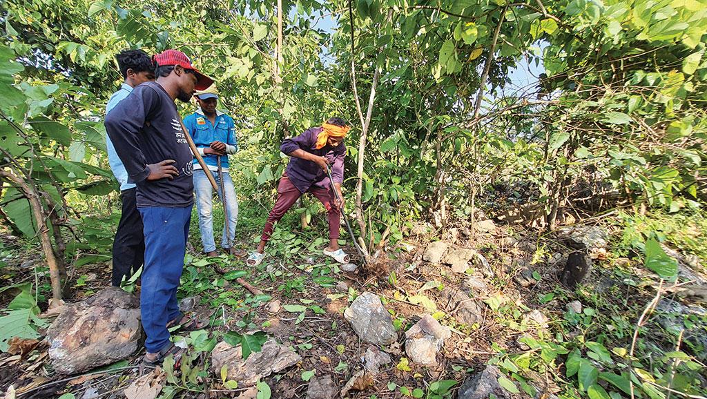 मंडला जिले के अमझर गांव में सामुदायिक भूमि से लैंटाना उन्मूलन का कार्य प्रगति पर है (फोटो:भागीरथ)