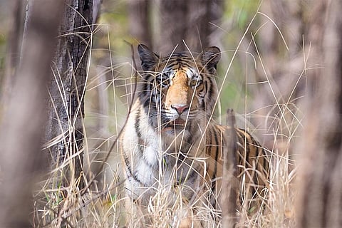 फोटो: आईस्टॉक