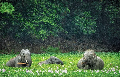 फोटो:जयंता गुहा