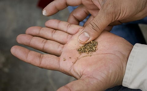 'Khaini'. Photo: iStock