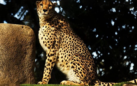 A Northeast African Cheetah. Photo: Wikimedia Commons, CC BY-SA 4.0