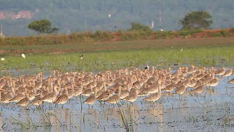 Chillika lake witnesses birds from as far as Central Asia and Europe every winter. Photo: By special arrangement