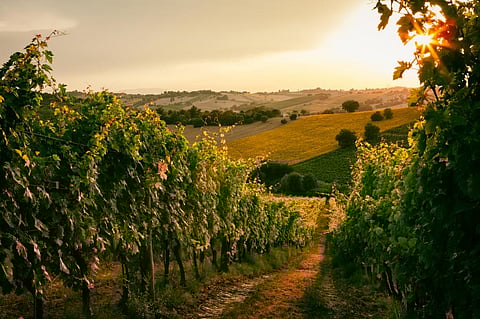A  vineyard in Marche (Italy). Photo: iStock