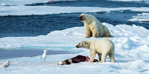 Two polar bears eating a seal in the Arctic. Photo: iStock