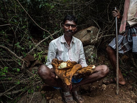 A tribal man foraging benne genasu or sweet potatoes. Photo: ATREE