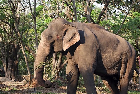 Chakkakompan and Arikomban were two bull elephants from Idukki Wildlife Sanctuary in Kerala who started raiding crops in search of food. Photo for representation: iStock
