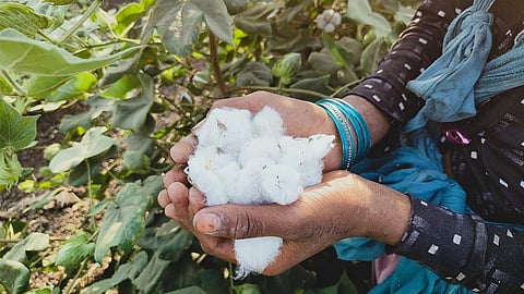 The expansion of industrial units in Bharuch is affecting both the cotton fields and production! Photo: Varsha Singh
